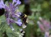 Bombus sp.